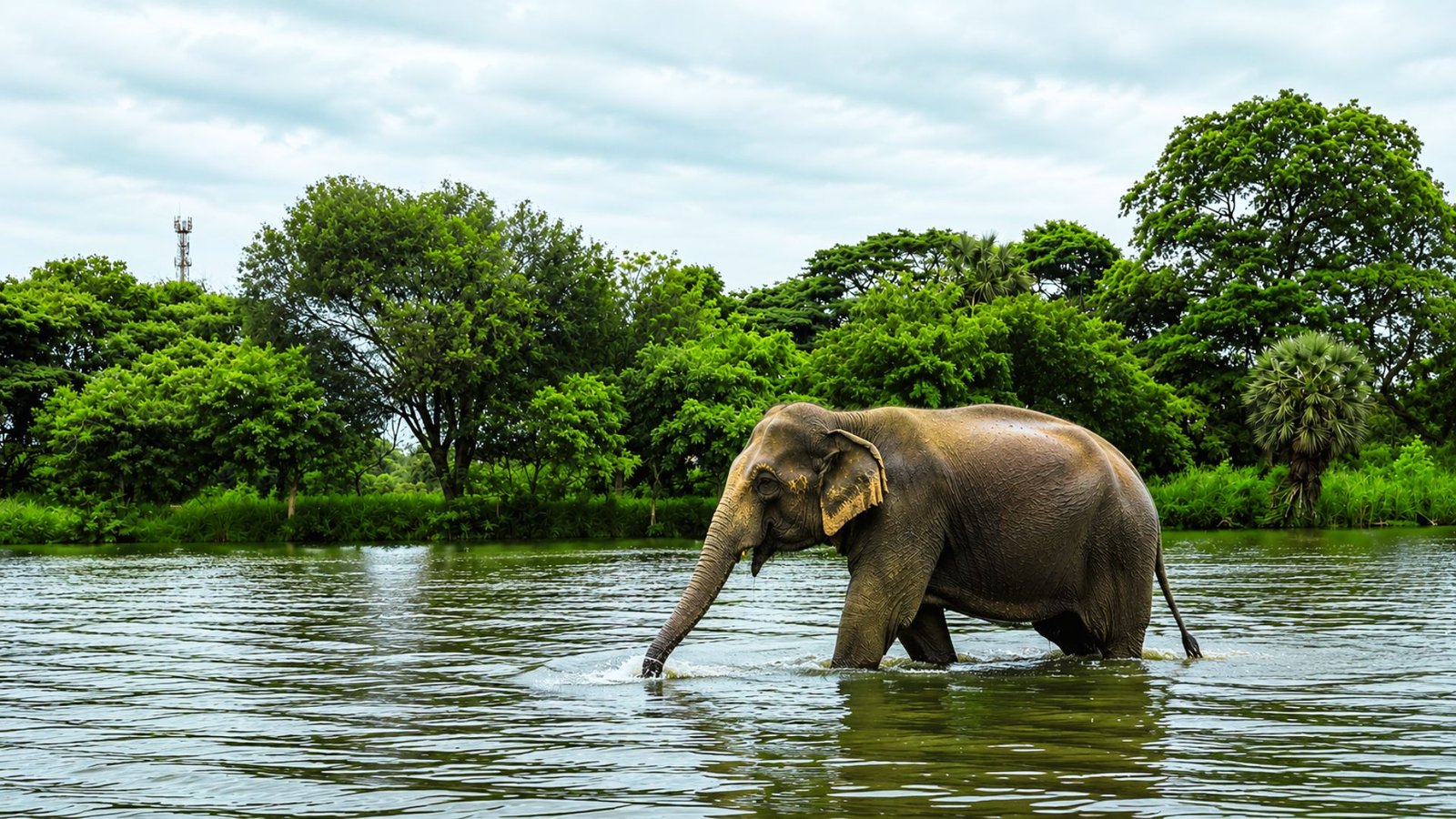 Elephant gathering at Thirappane Tank, Anuradhapura Sri Lanka